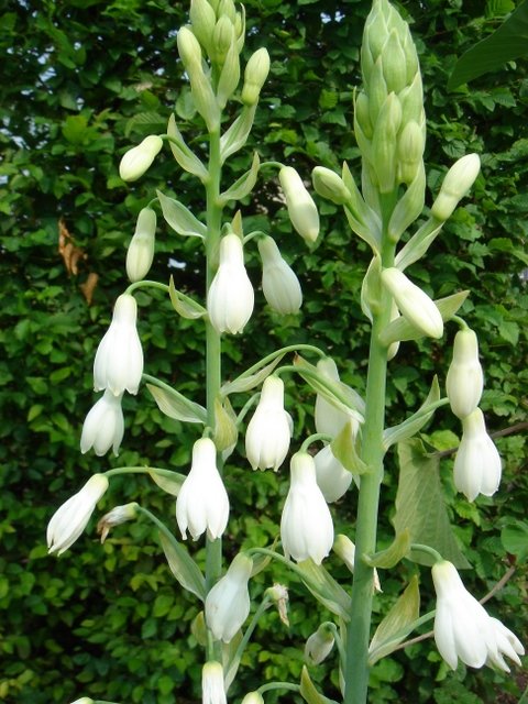 Galtonia candicans